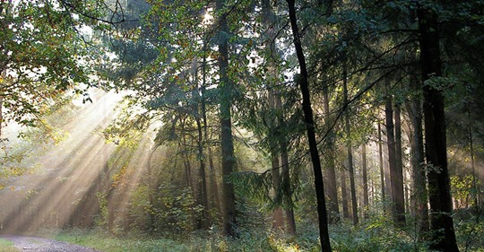 Herbstlicht