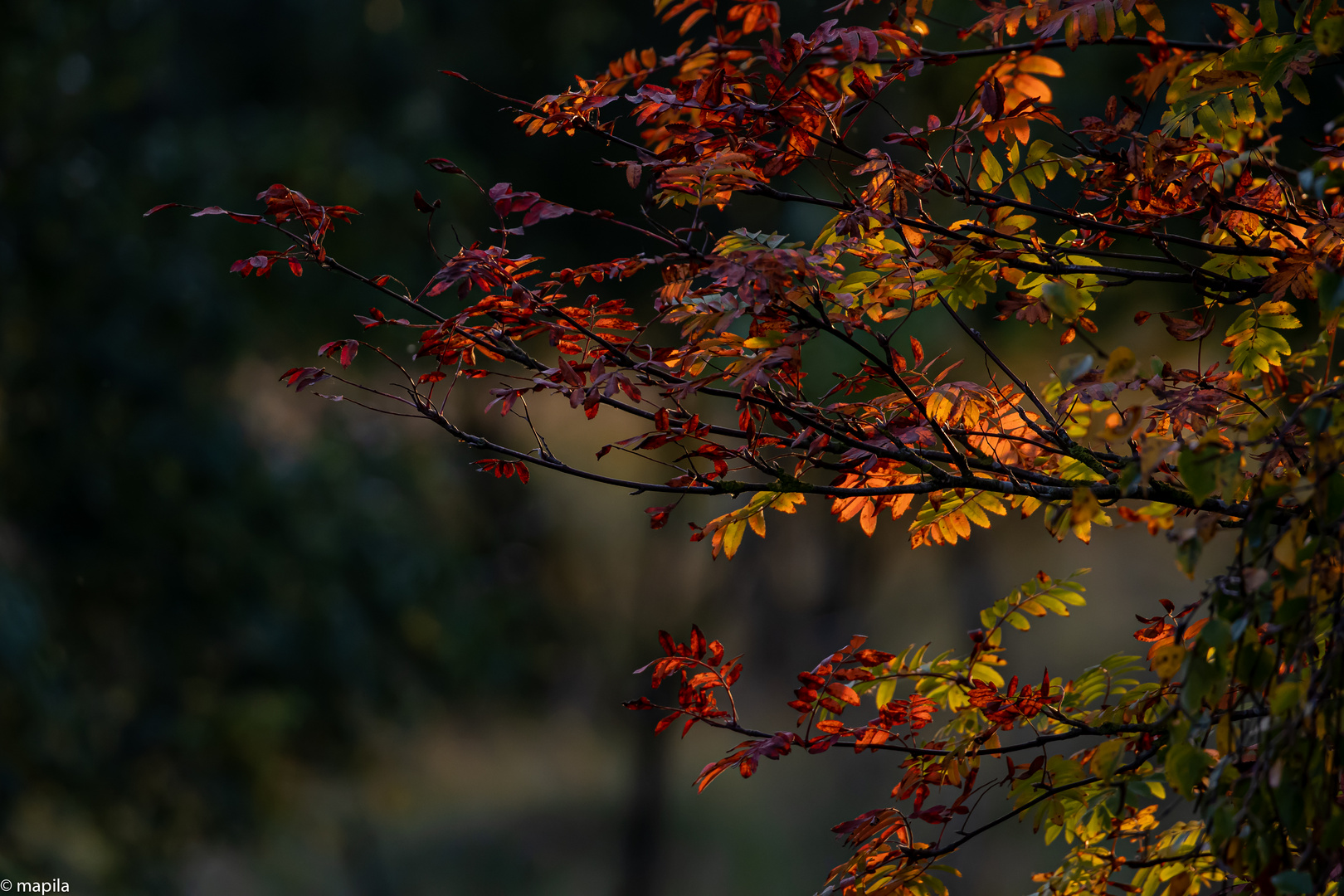 ——— Herbstlicht ———