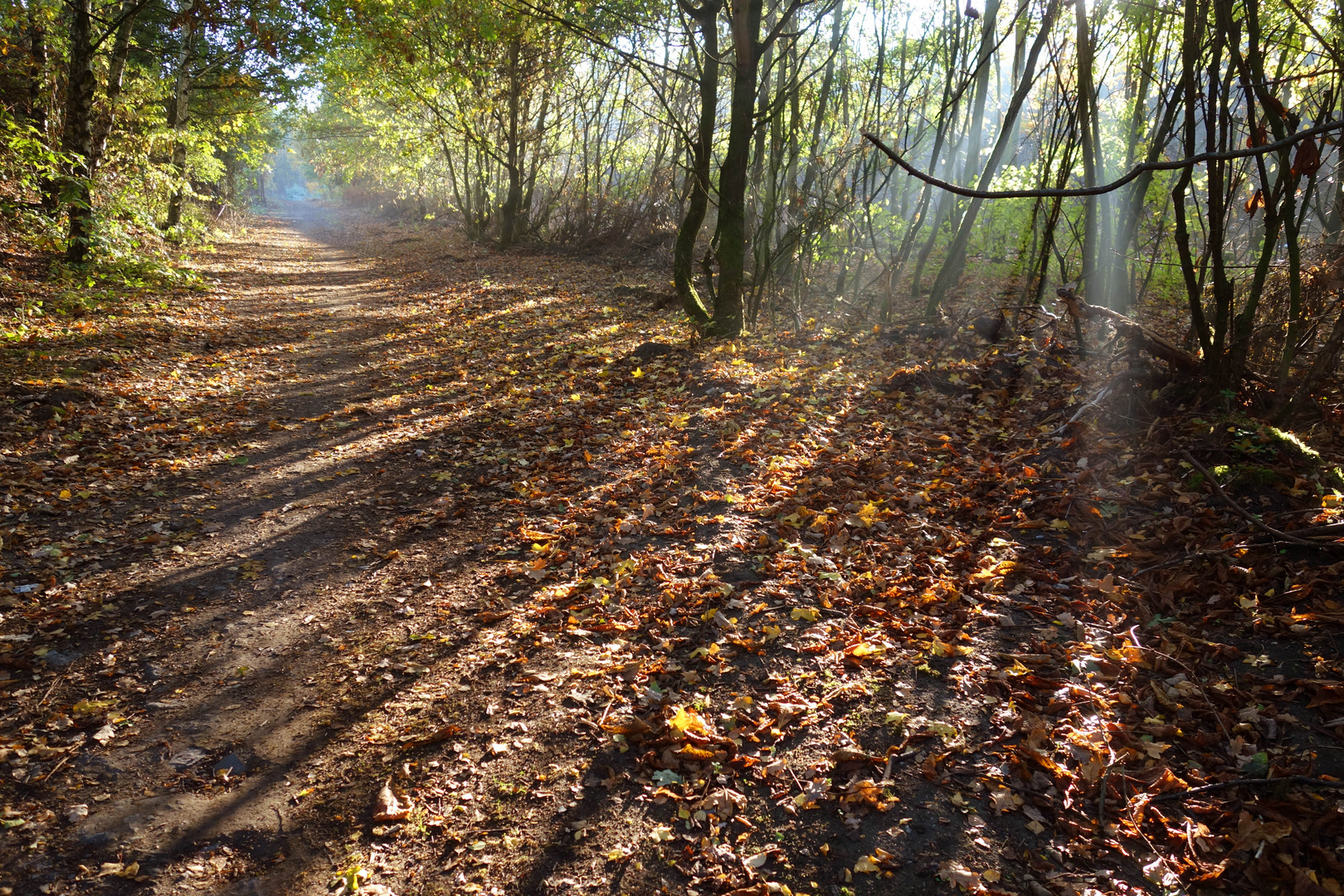 Herbstlich(t)