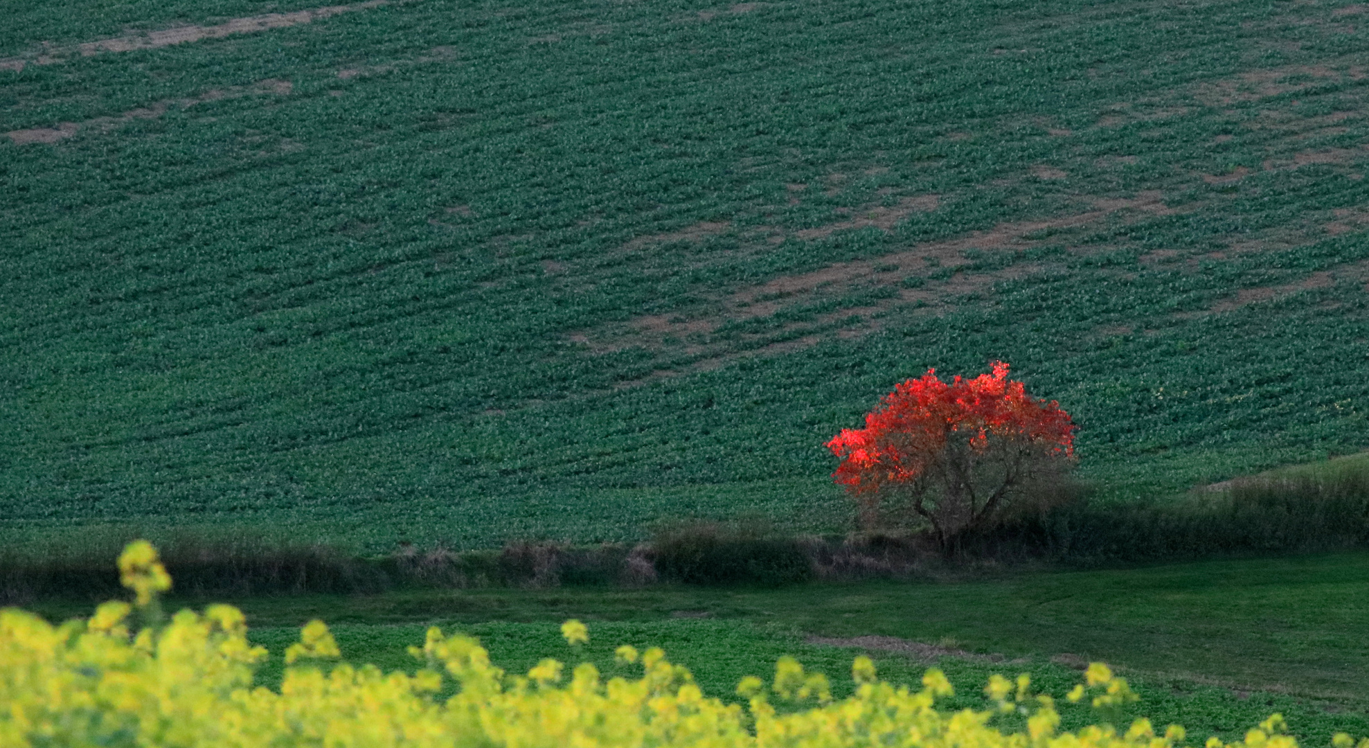 Herbstlicht