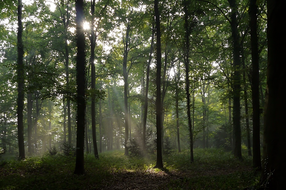 Herbstlicht