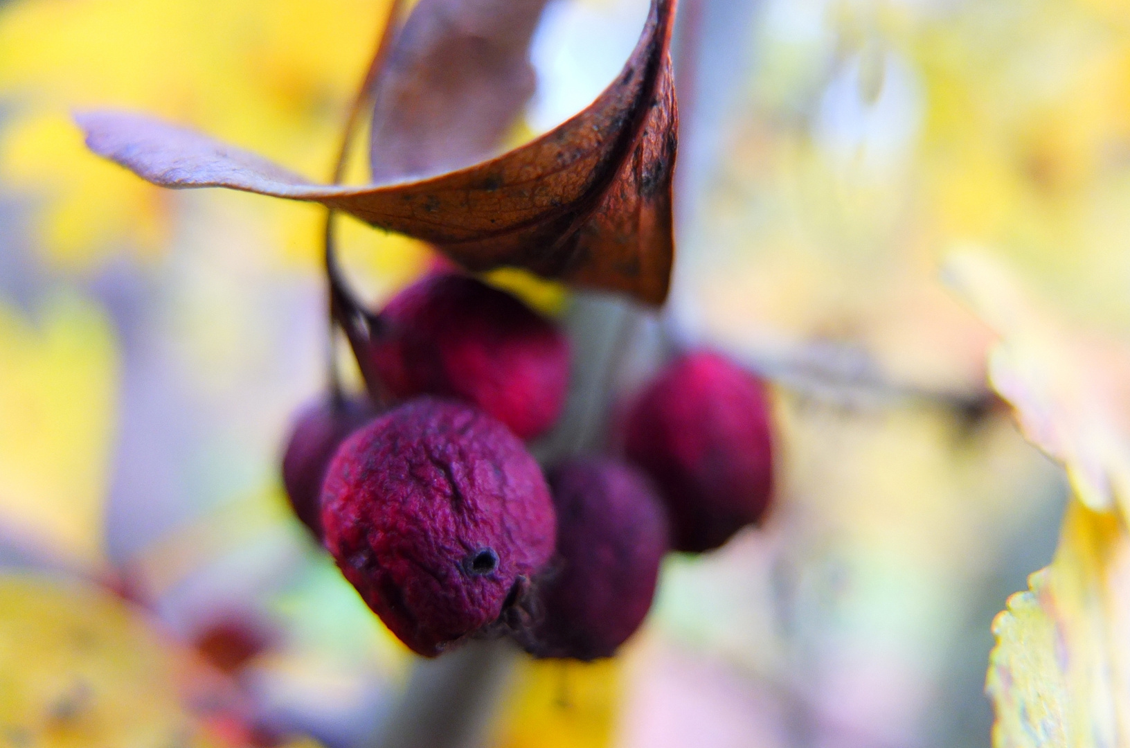 herbst:licht