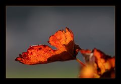 Herbstlicht