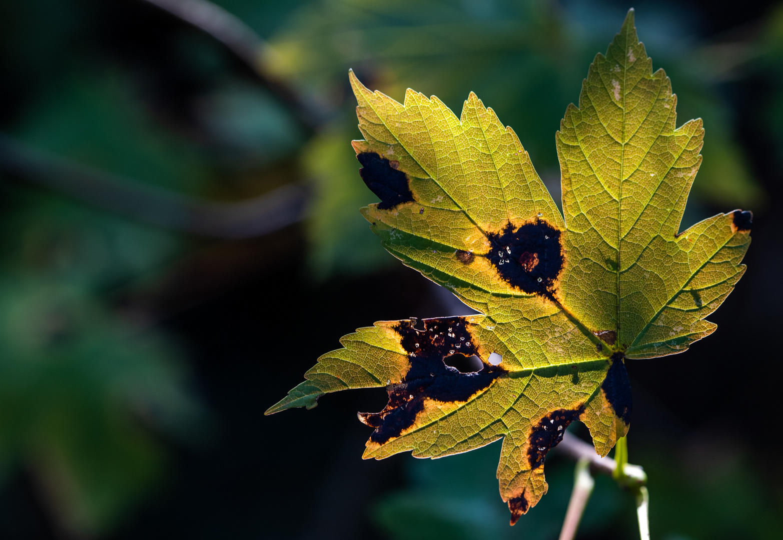 Herbstlicht