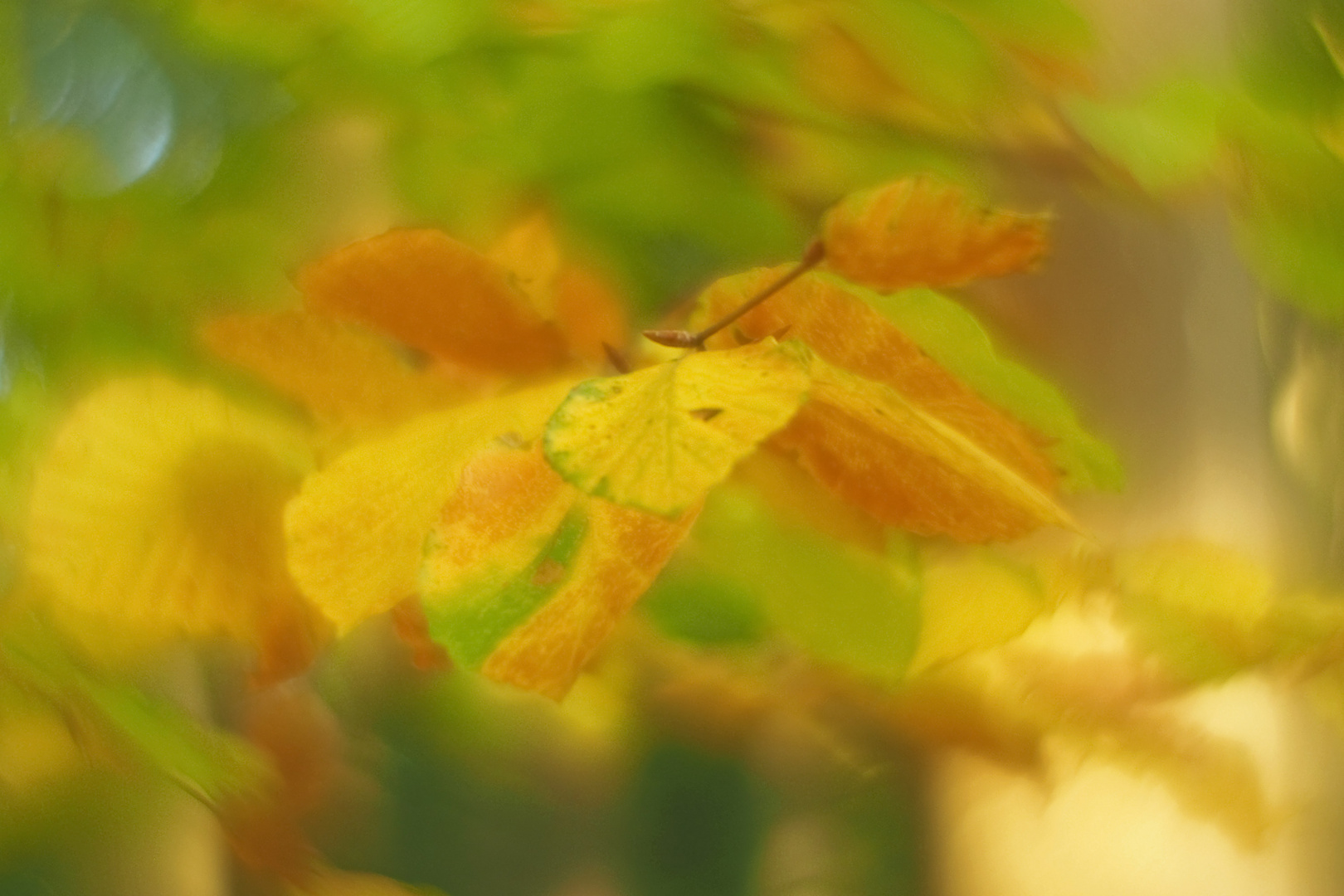 herbst.licht