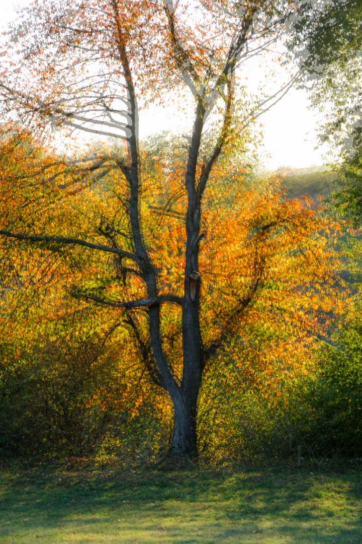 Herbstlicht