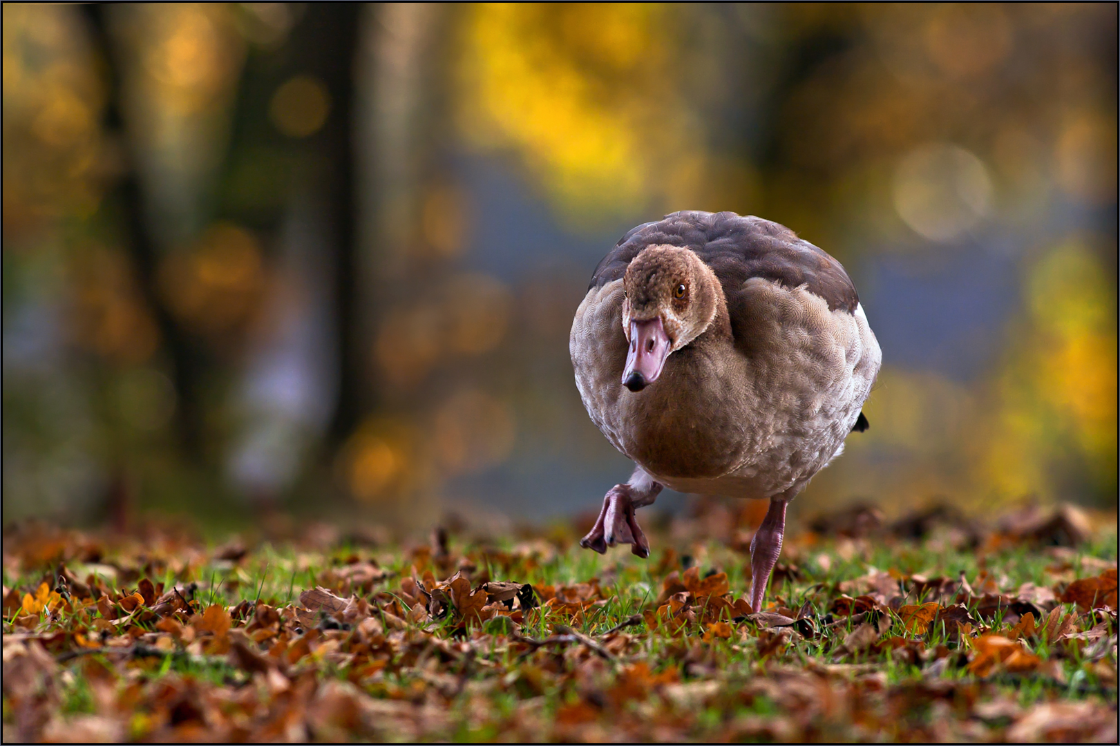 Herbstlicht