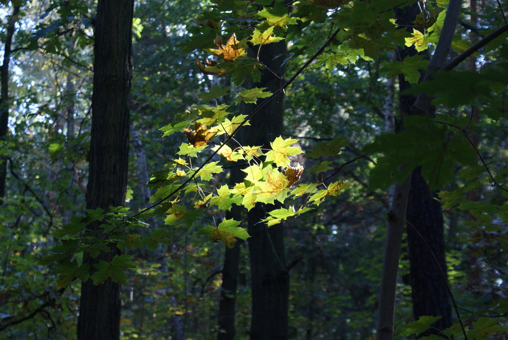 Herbstlicht-blicke