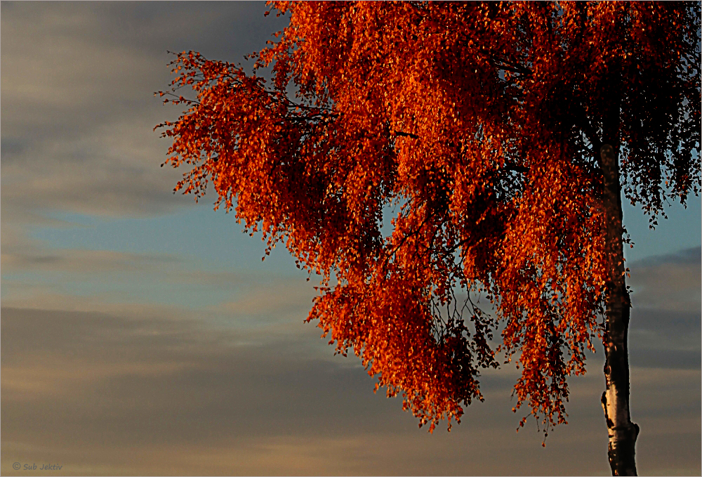 Herbstlicht