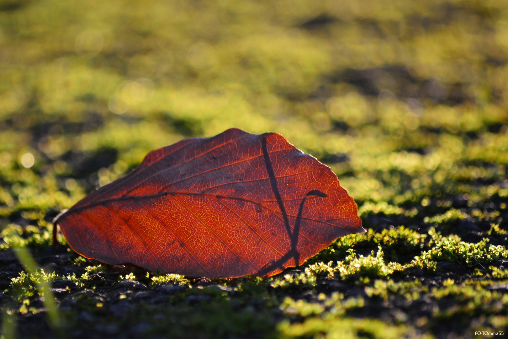 Herbstlich.t