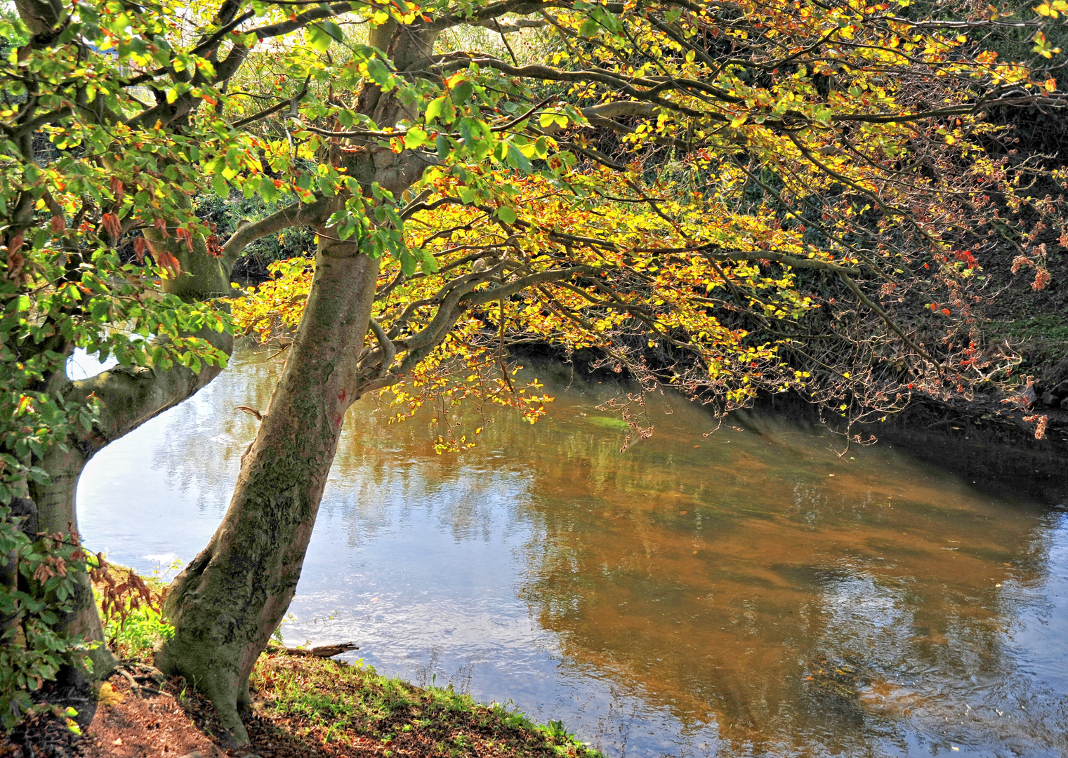 Herbstlicht