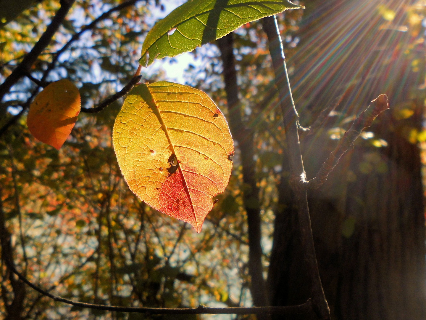 HERBSTLICHT