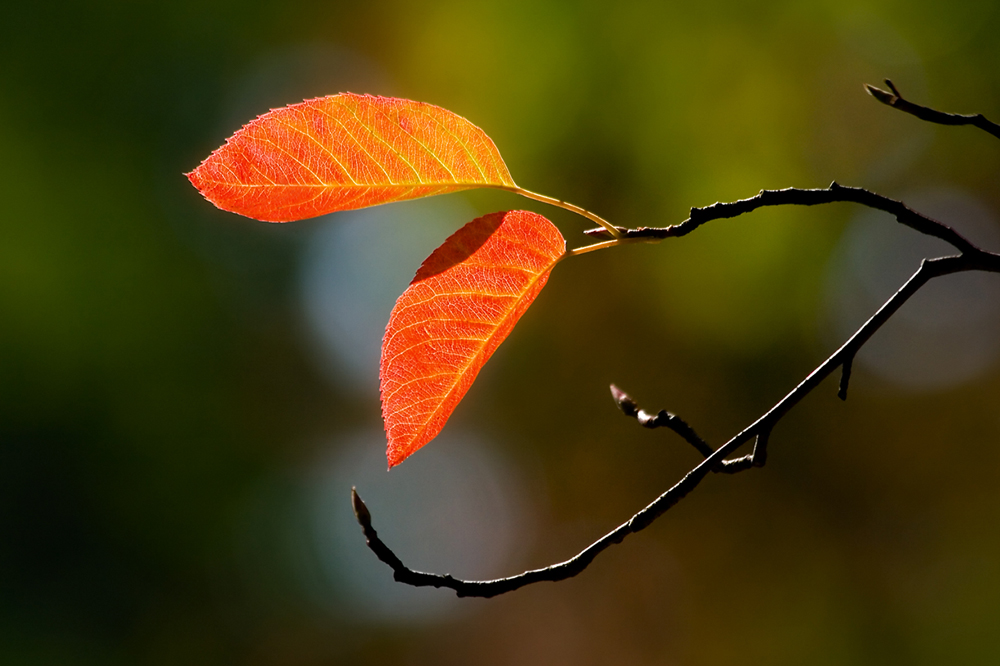 Herbstlicht