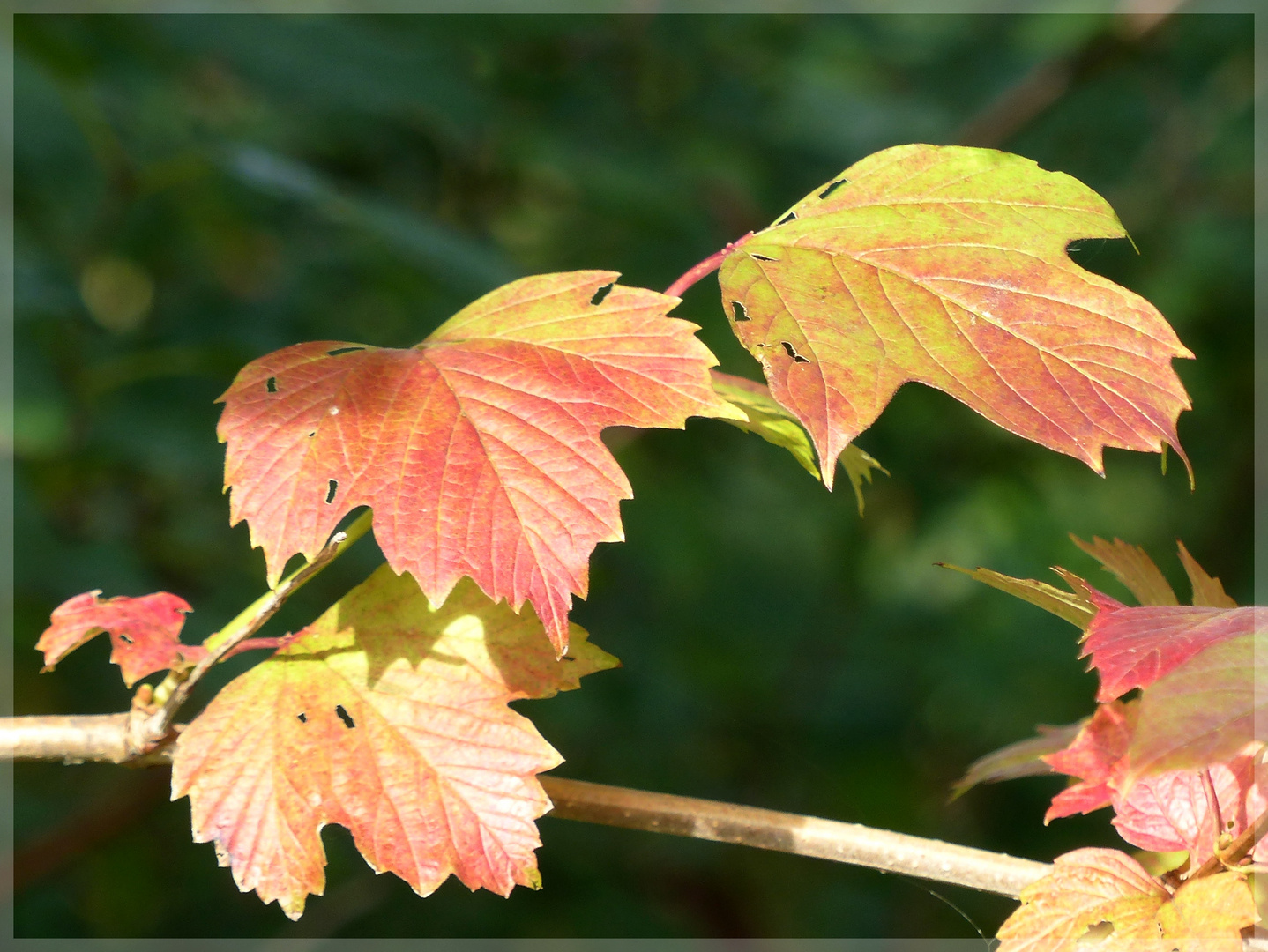 HERBSTLICH(T)