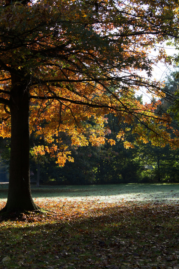 Herbstlich(t)