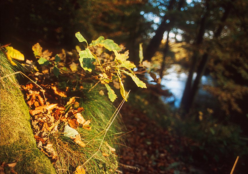 Herbstlicht