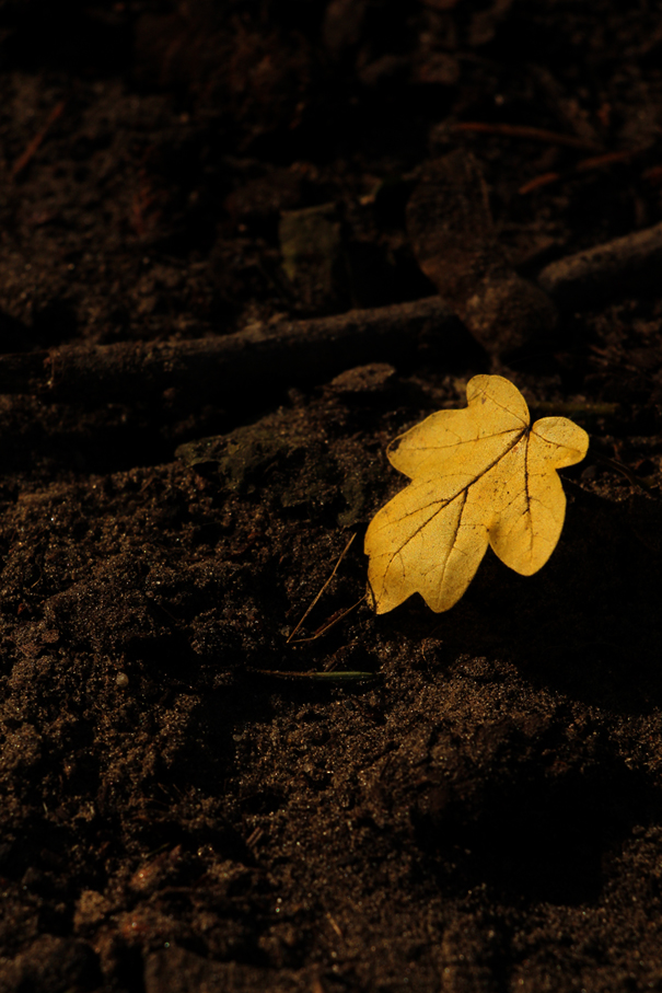 Herbstlicht