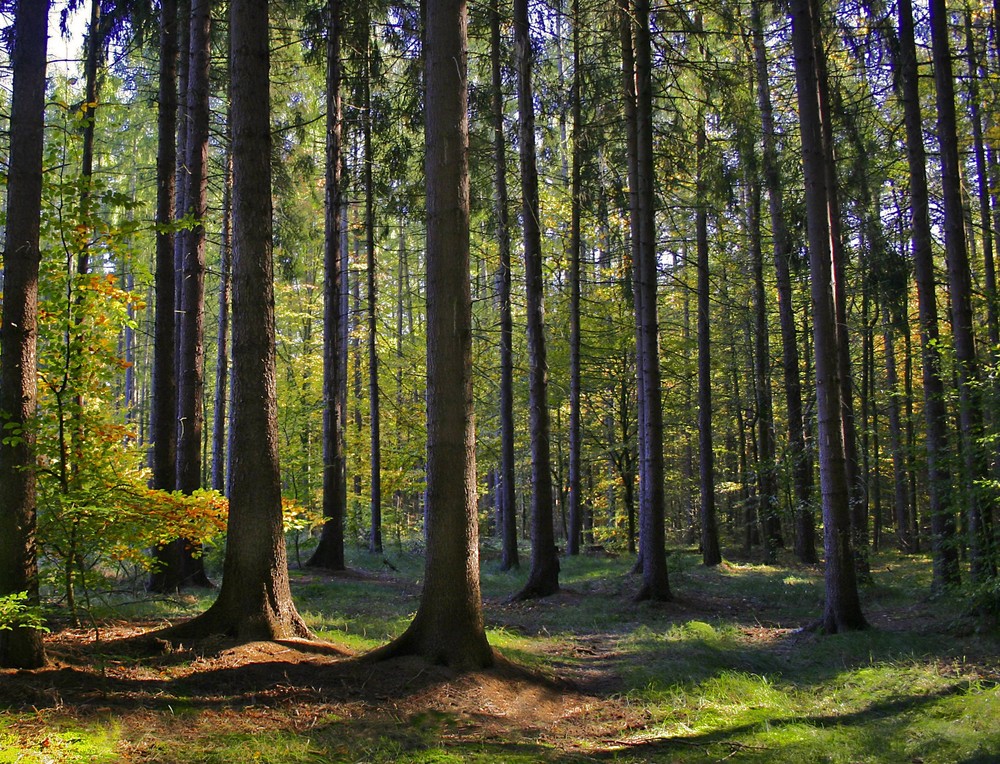 Herbstlicht