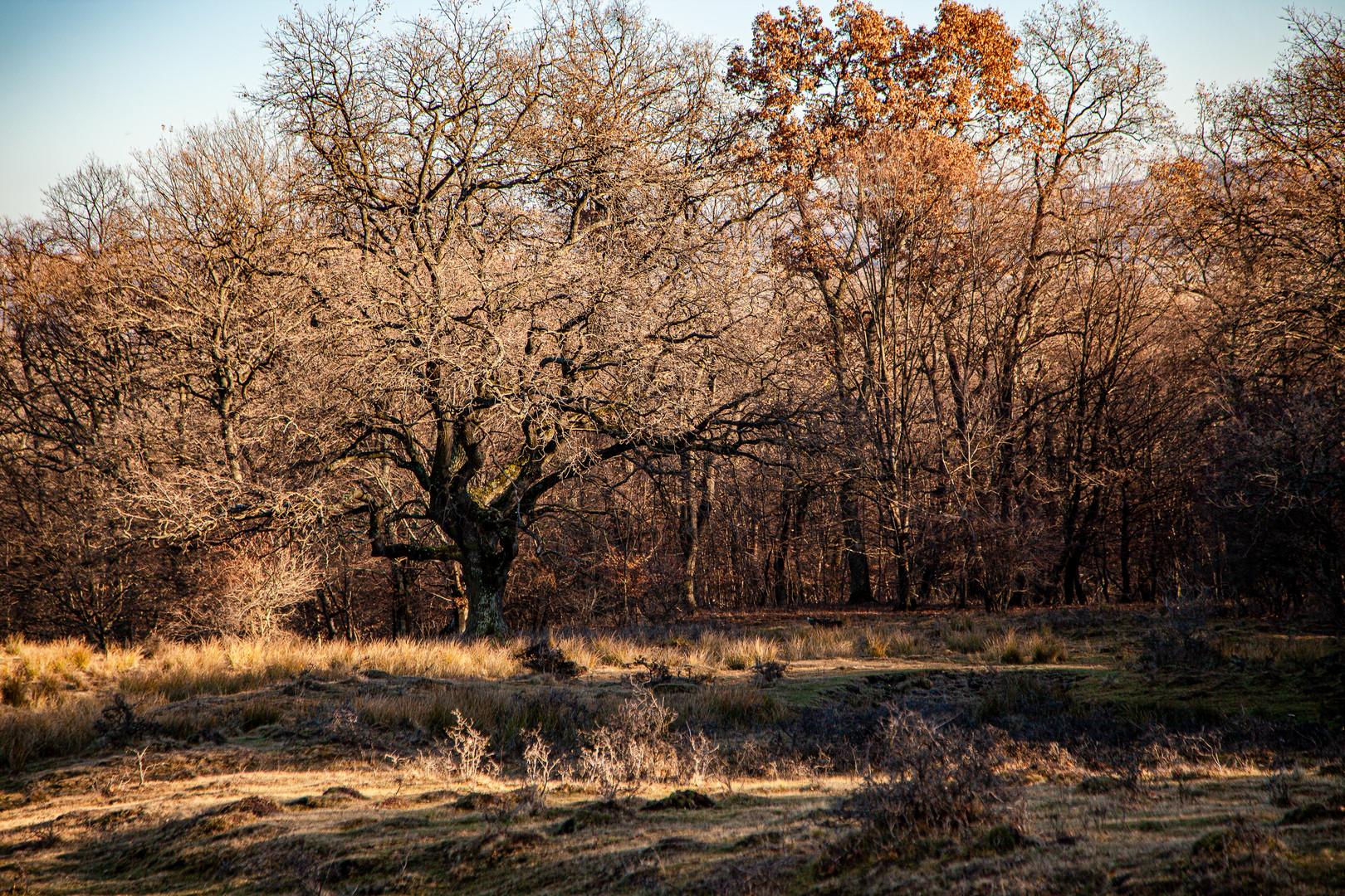 Herbstlicht