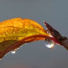 Herbstlich(t)