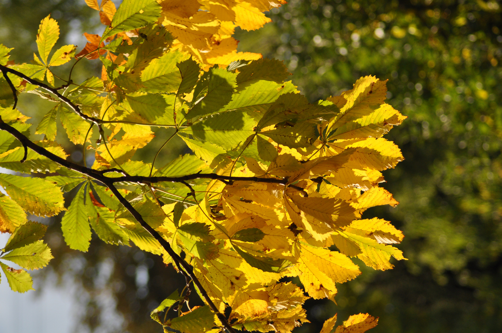 Herbstlicht