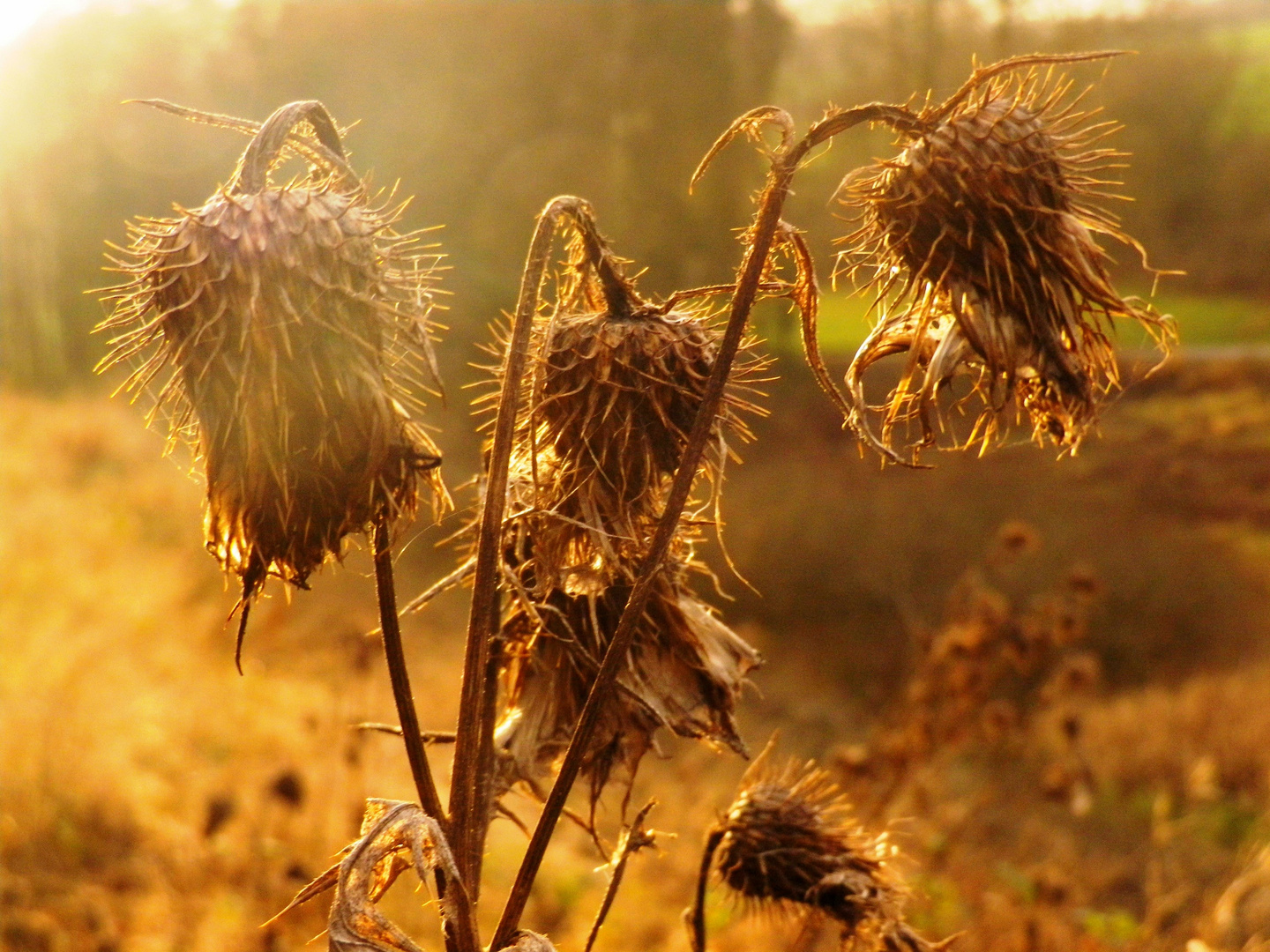 Herbstlich(t)