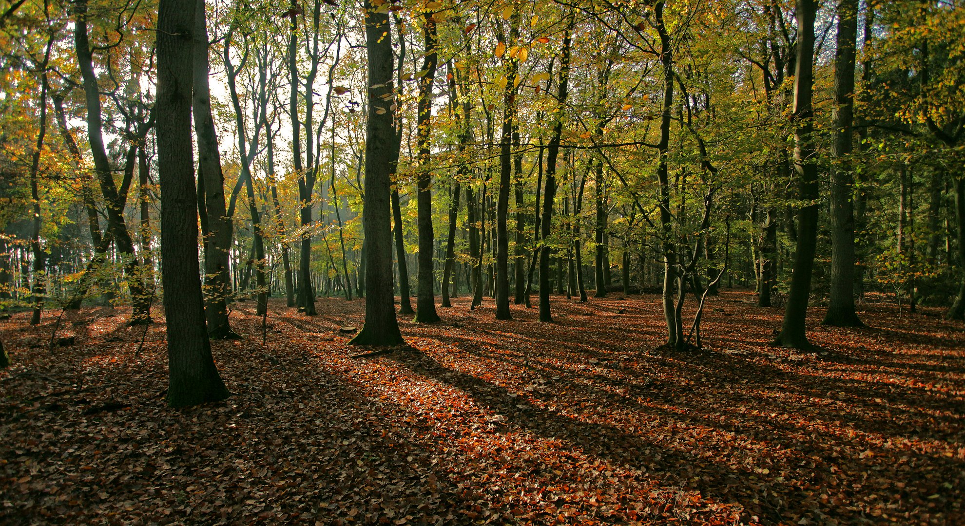 Herbstlicht