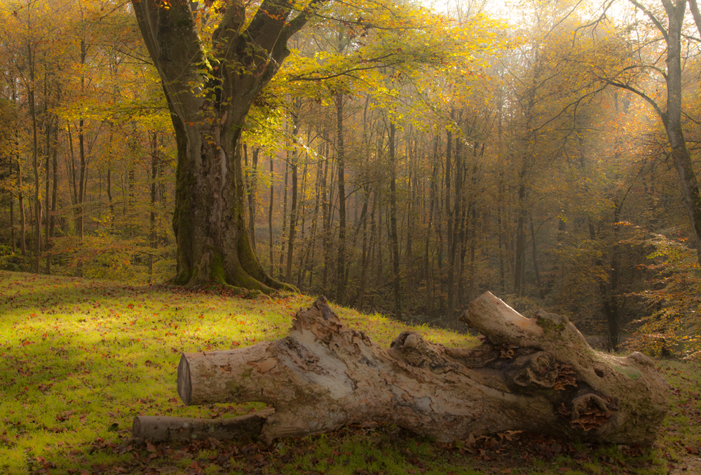 Herbstlicht