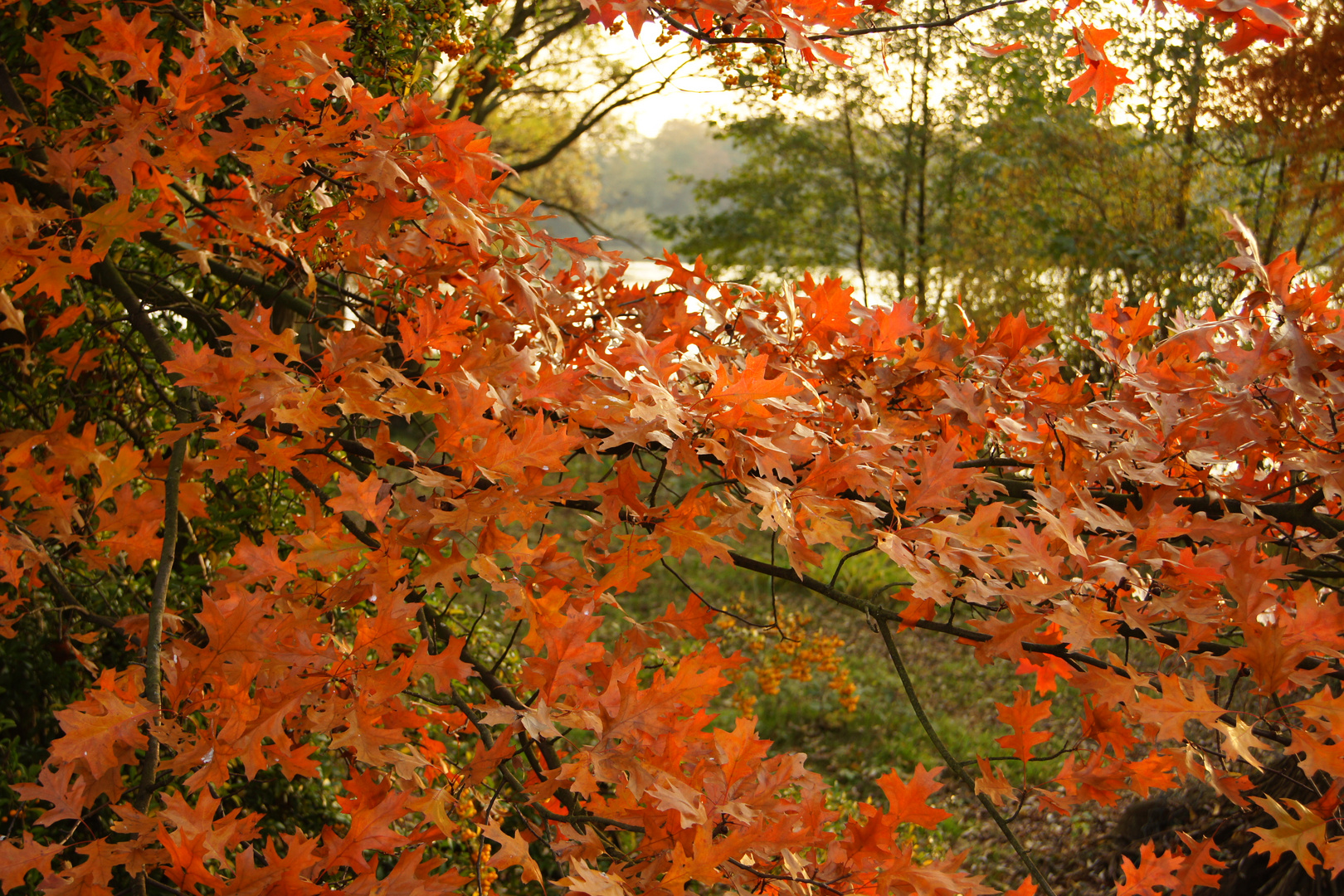 Herbstlicht