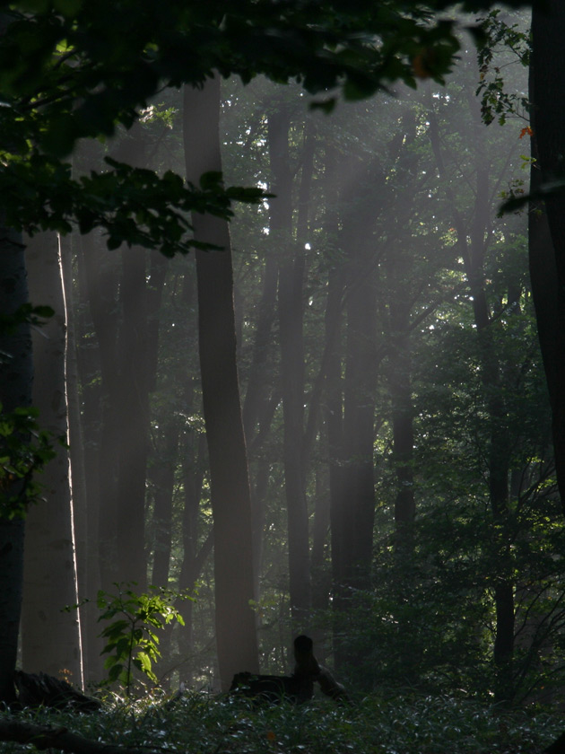 herbstlicht