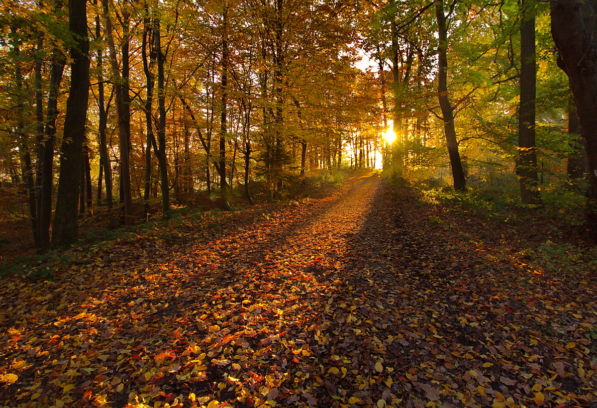Herbstlicht Foto & Bild | jahreszeiten, herbst, landschaft Bilder auf ...