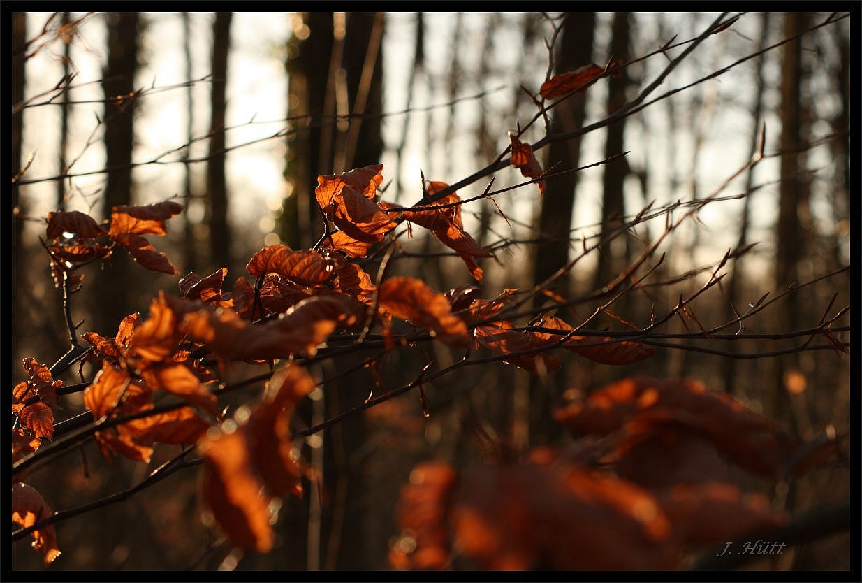 Herbstlich(t)