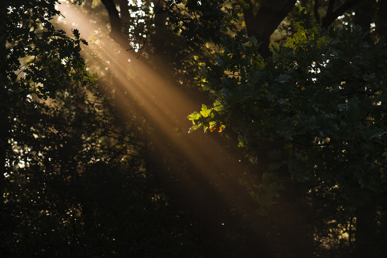 Herbstlicht