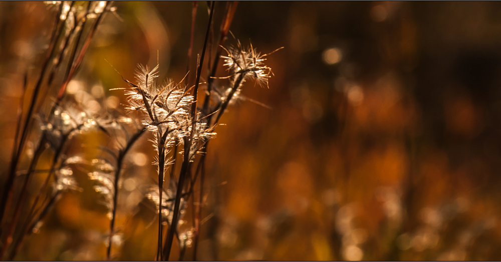 herbstlicht