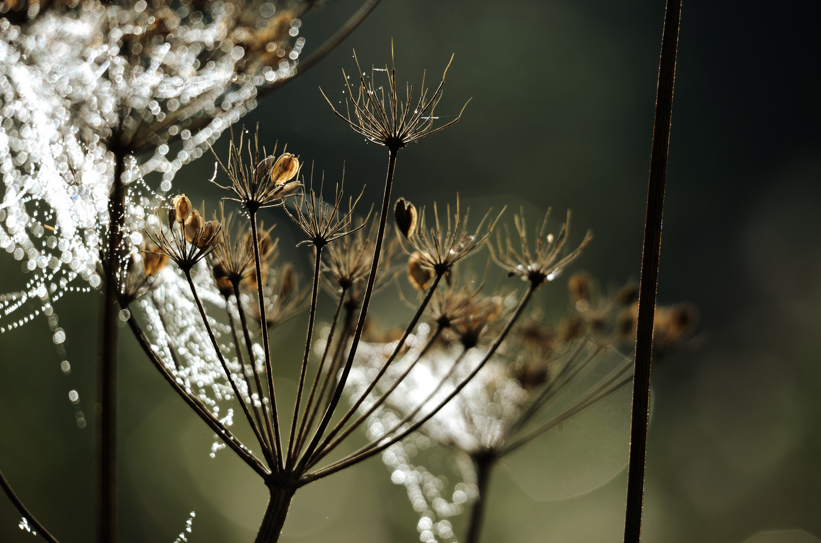 herbstlich(t)