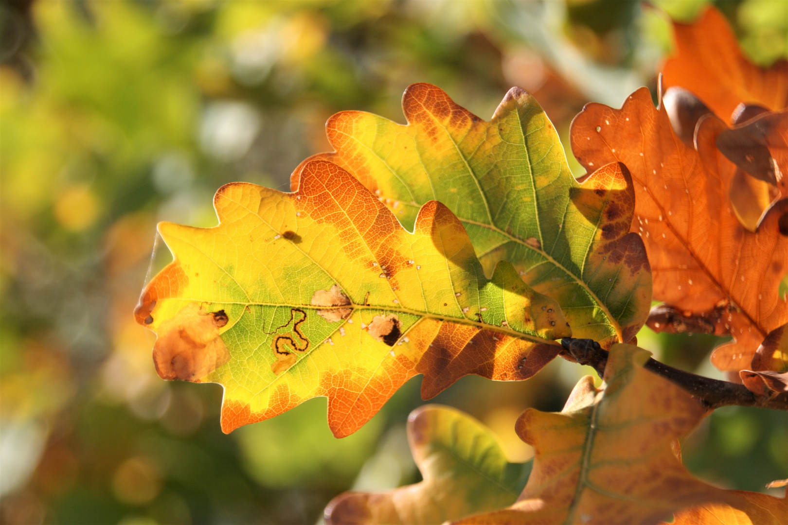 Herbstlicht