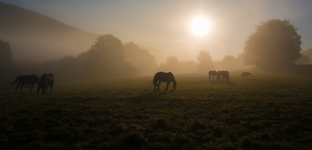 Herbstlicht