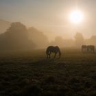 Herbstlicht