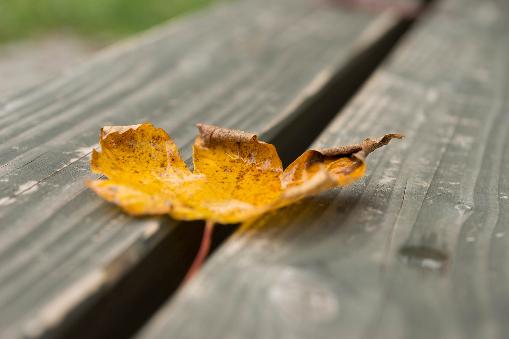 Herbstlicht-Fotowalk (33)