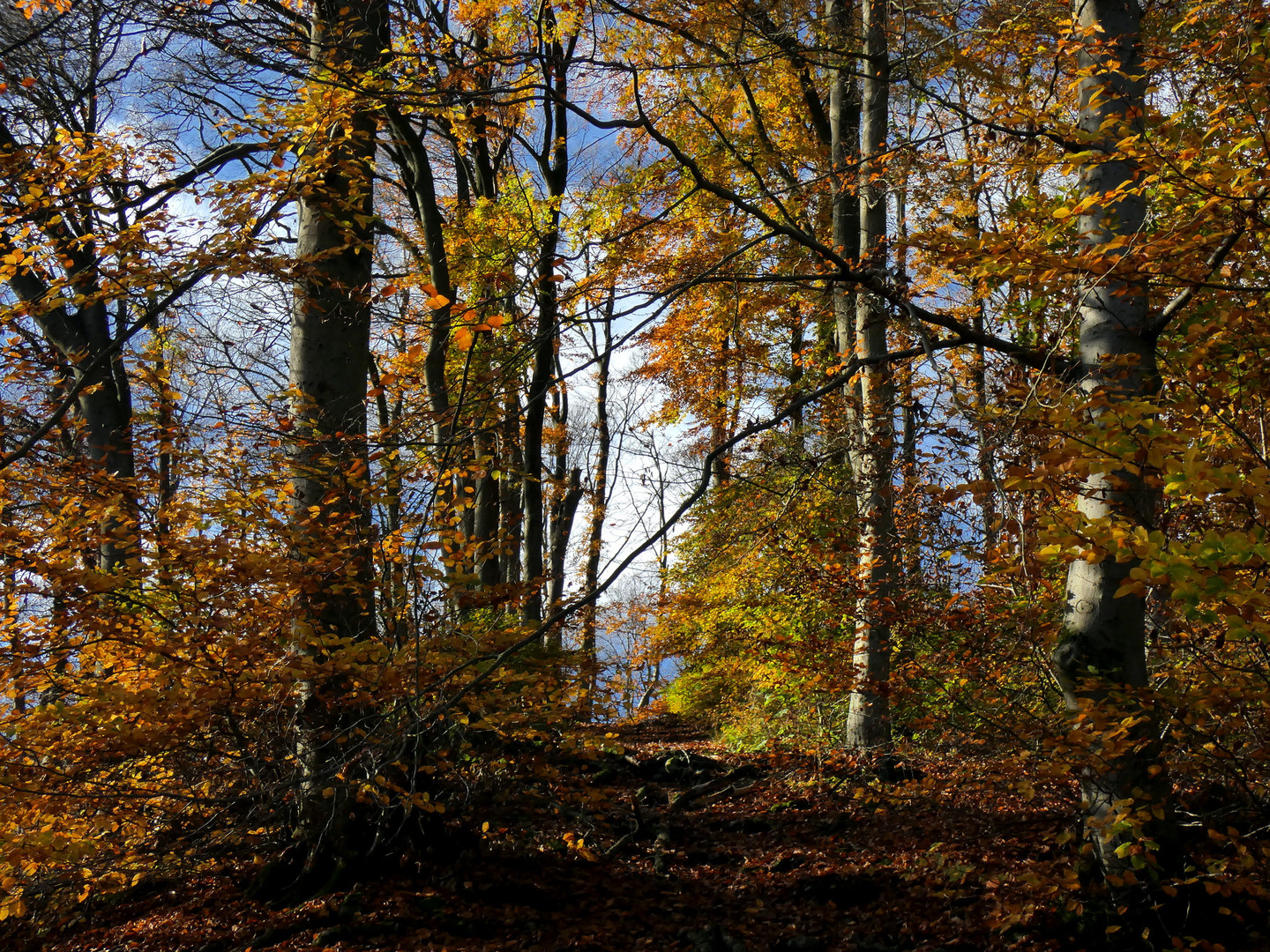 Herbstlicht, Herbstfarben, Herbstwald ..