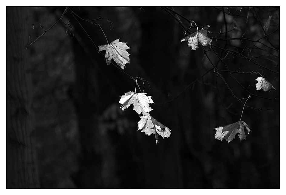 Herbstlicht _ Hiddensee