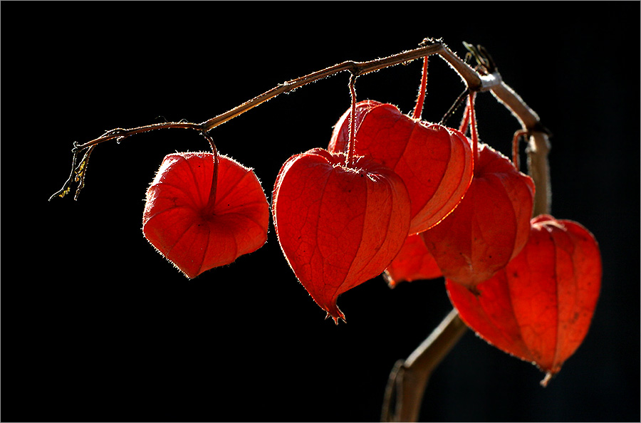 Herbstlich(t) II