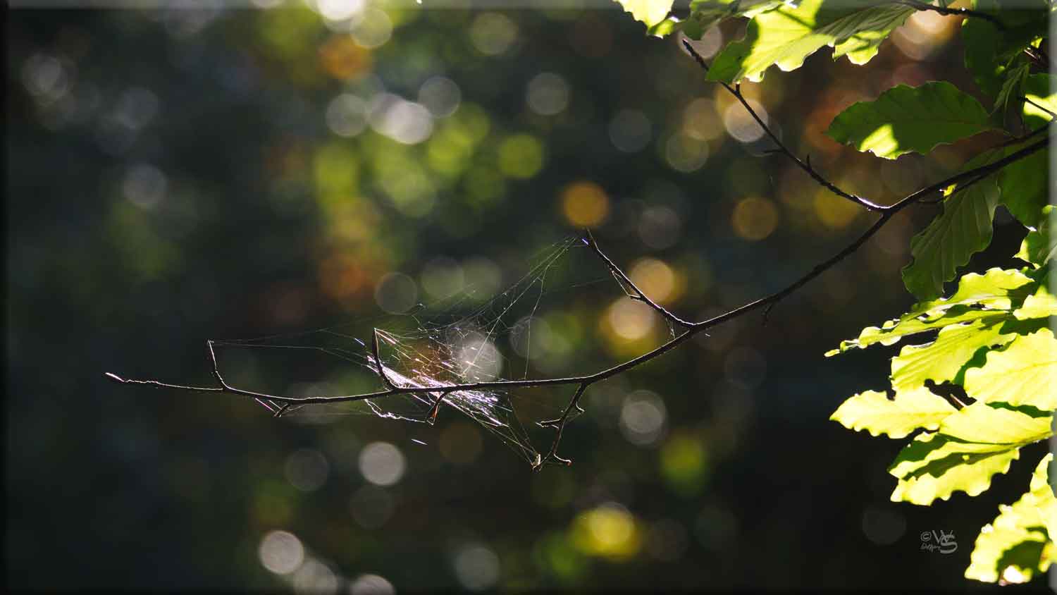 Herbstlicht II