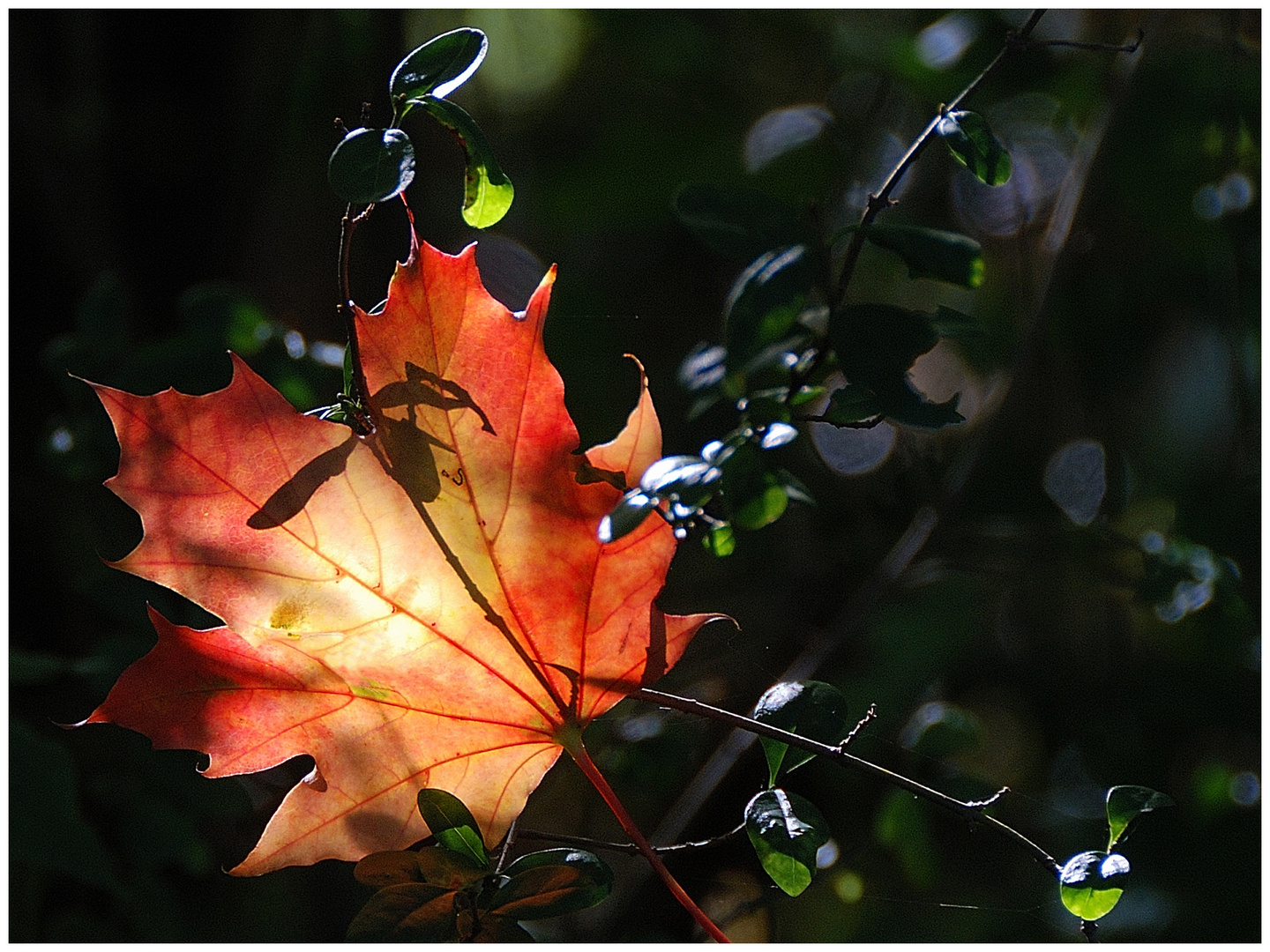 Herbstlich(t) II