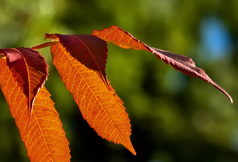 Herbstlicht II