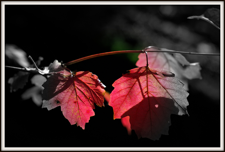 Herbstlicht III