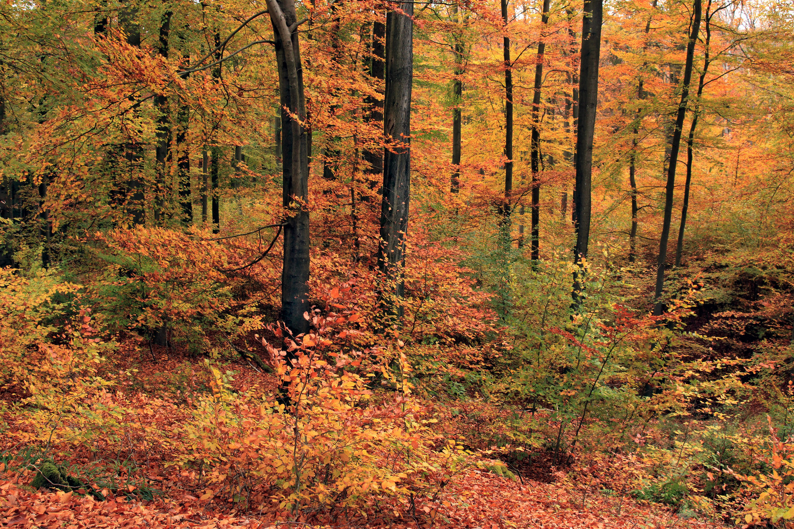 Herbstlicht im Arnsberger Wald