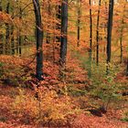 Herbstlicht im Arnsberger Wald