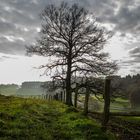 Herbstlicht im Bergischen Land