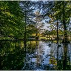 Herbstlicht im Botanischen Garten Hamburg